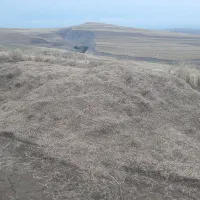 سیاه دانه و کاه سیاه دانه