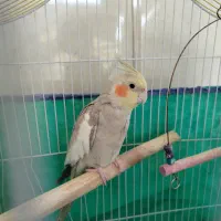 دو عروس هلندی