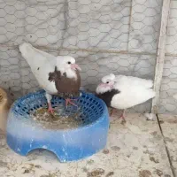 بچه کفتر طوقی