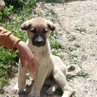 توله ماده