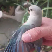 جوجه کوتوله
