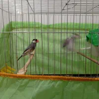 جفت فنچ نرگسی