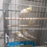 دوهفته پرنده