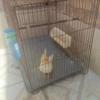 دوعددعروس هلندی خوب یکی توسی حرف میزنه