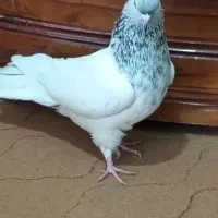 کله سرور آبی. سینه زرد