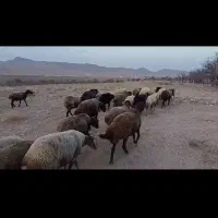 میش داشتی