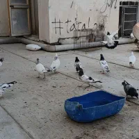 پرنده