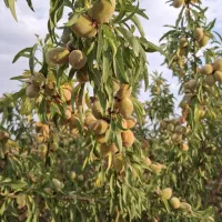 بادام|خوردنی و آشامیدنی|چادگان, |دیوار