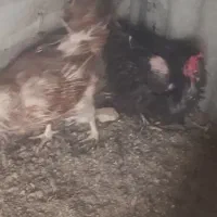 مرغ بومی