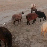 9عددبره ماده
