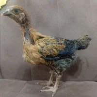 جوجه محلی