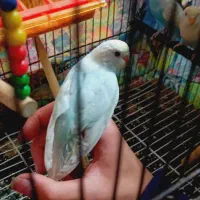 یک مرغ عشق ماده دستی رینبو رنگ خواص