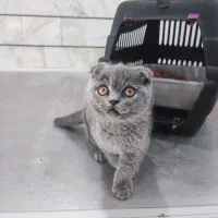 بچه گربه اسکاتیش بلو