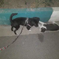سگ خانگی و باهوش