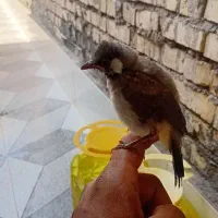 جوجه قناری دستی درشت