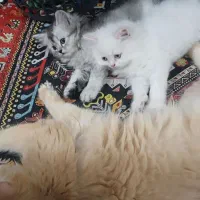 بچه گربه دوماهه