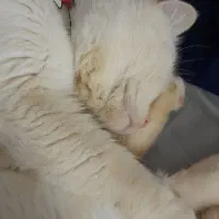 گربه نژاد دار