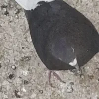 دوردخدمت دوستان عزیز ۲۰ عدد کبوتر یا کفتر