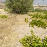 باغ انگور