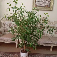 گل‌های اپارتمانی