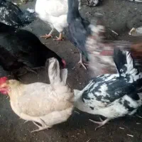 تخم مرغ نطفه دار