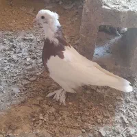 کبوتر طوقی