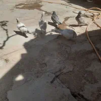 کبوتر