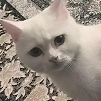 گربه اسکاتیش چهار ماه