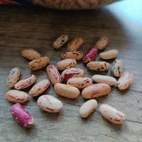 پاچ باقلا(لوبیا خشک سالم) محصول امسال