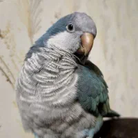 طوطی راهب