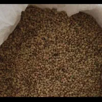 عدس درجه یک