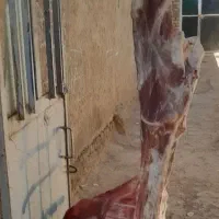 گوسفند