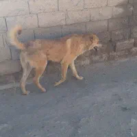 سگ گله بسیار باهوش وتیز