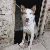 سگ هاسکی