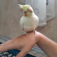 عروس هلندی