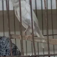قناری سفید و لیویی