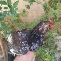 نیمچه برهما و گلین