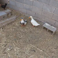 اردک نر ماده