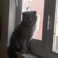گربه اسکاتیش ماده ۱ساله