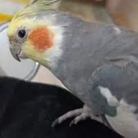 عروس هلندی سخنگو