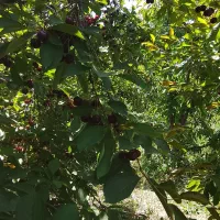 نهالها پیوندی وکیسه