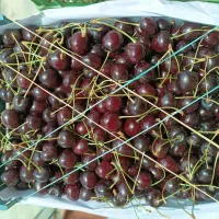 گیلاس