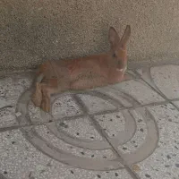 توافقی