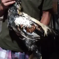 خروس لاری