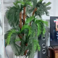 درختچه شیک