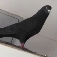فروش 1 جفت نروماده درجه یک همه چی تموم