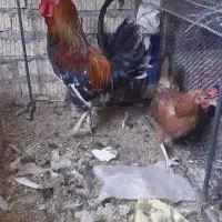 مرغ وخروس