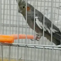 عروس هلندی ماده