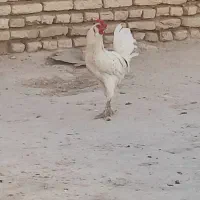 خروس
