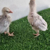 جوجه گلین طوسی